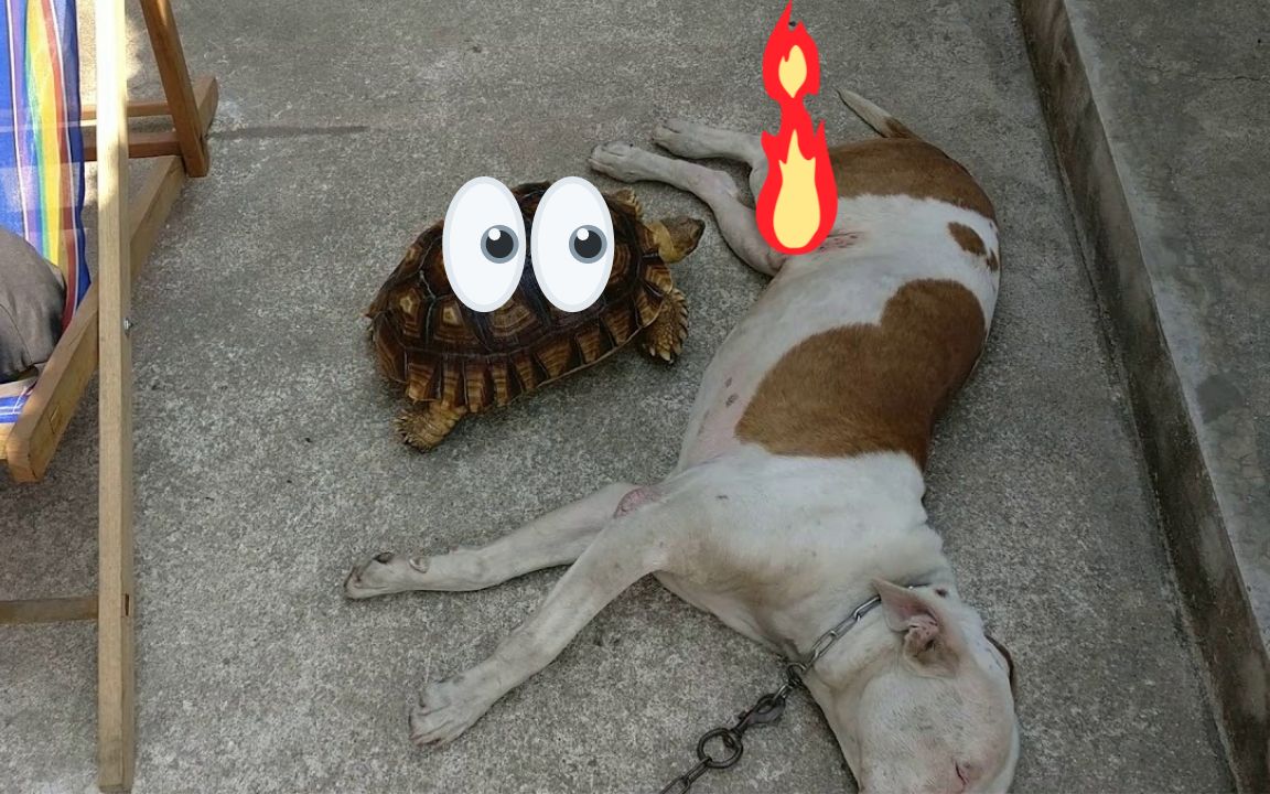 【520】尝龟操作-我就只看了10遍-狗狗:多么痛的领悟!