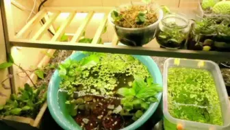 给媳妇做的花架子完工喽