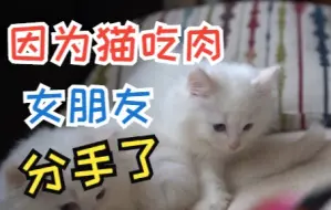 Video herunterladen: 疯了！素食主义女朋友逼我扔掉我的猫，竟是因为它吃肉