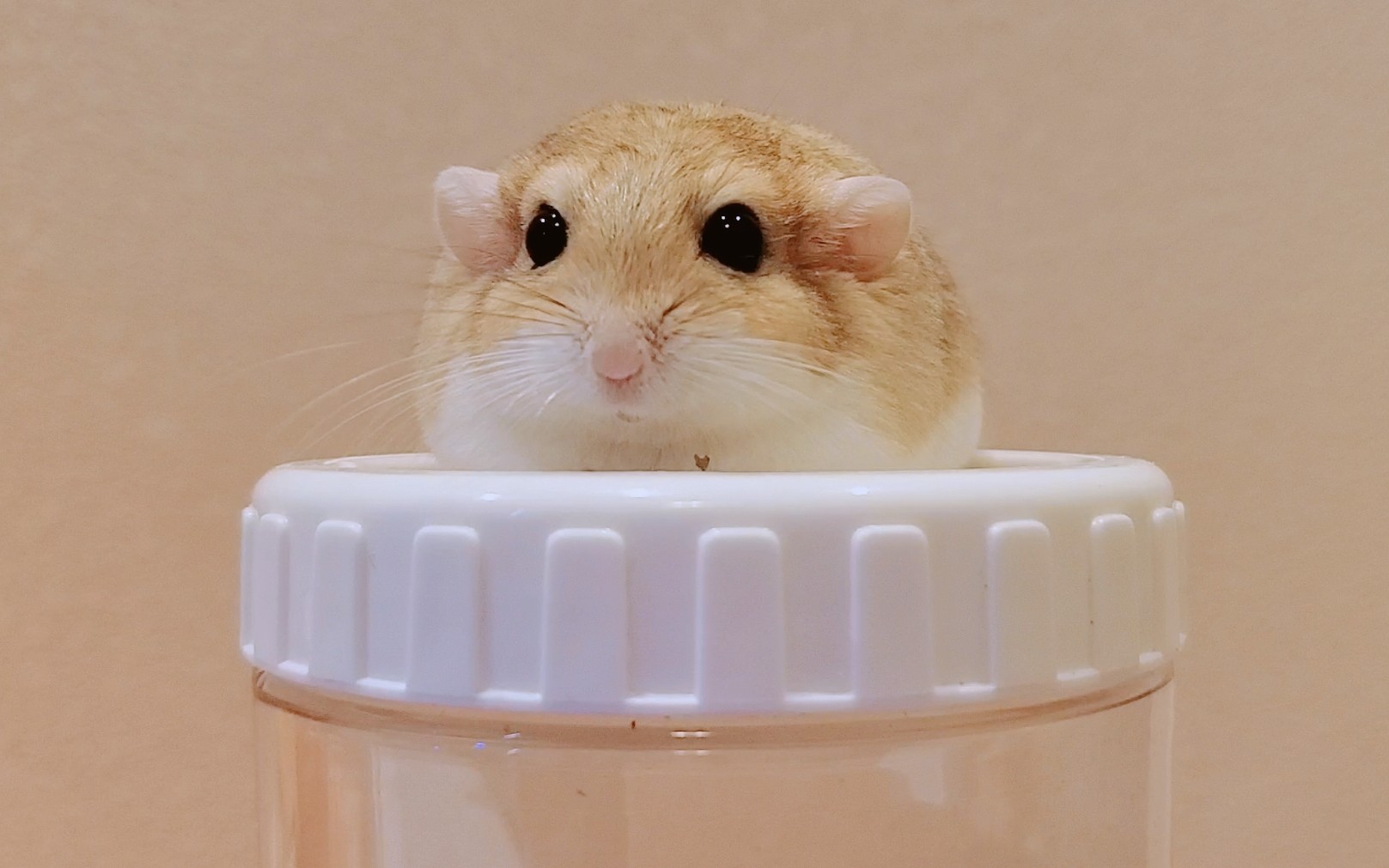 「北非沙鼠」优雅的进食姿势~~注意通公主腮部的律动~~ヾ(7275