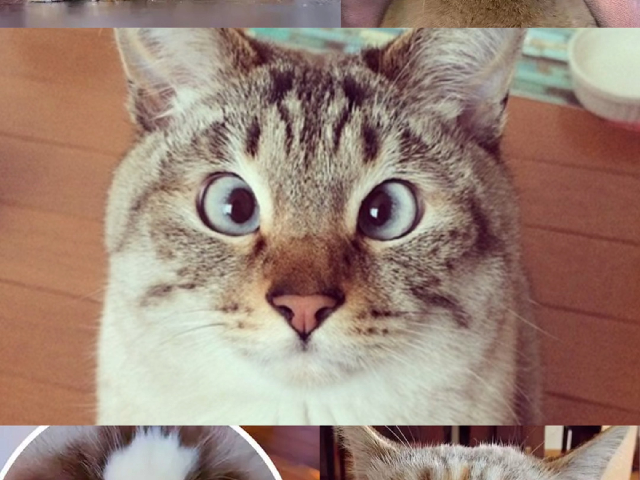 品种猫的"失格缺陷"有哪些项目71—"斗鸡眼"