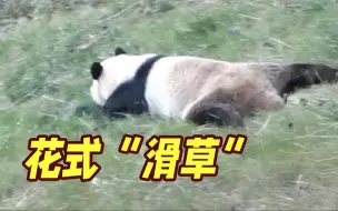 Скачать видео: 又整活儿啦！戏精大熊猫“秦韵”花式滑草 主打一个“纵享丝滑”