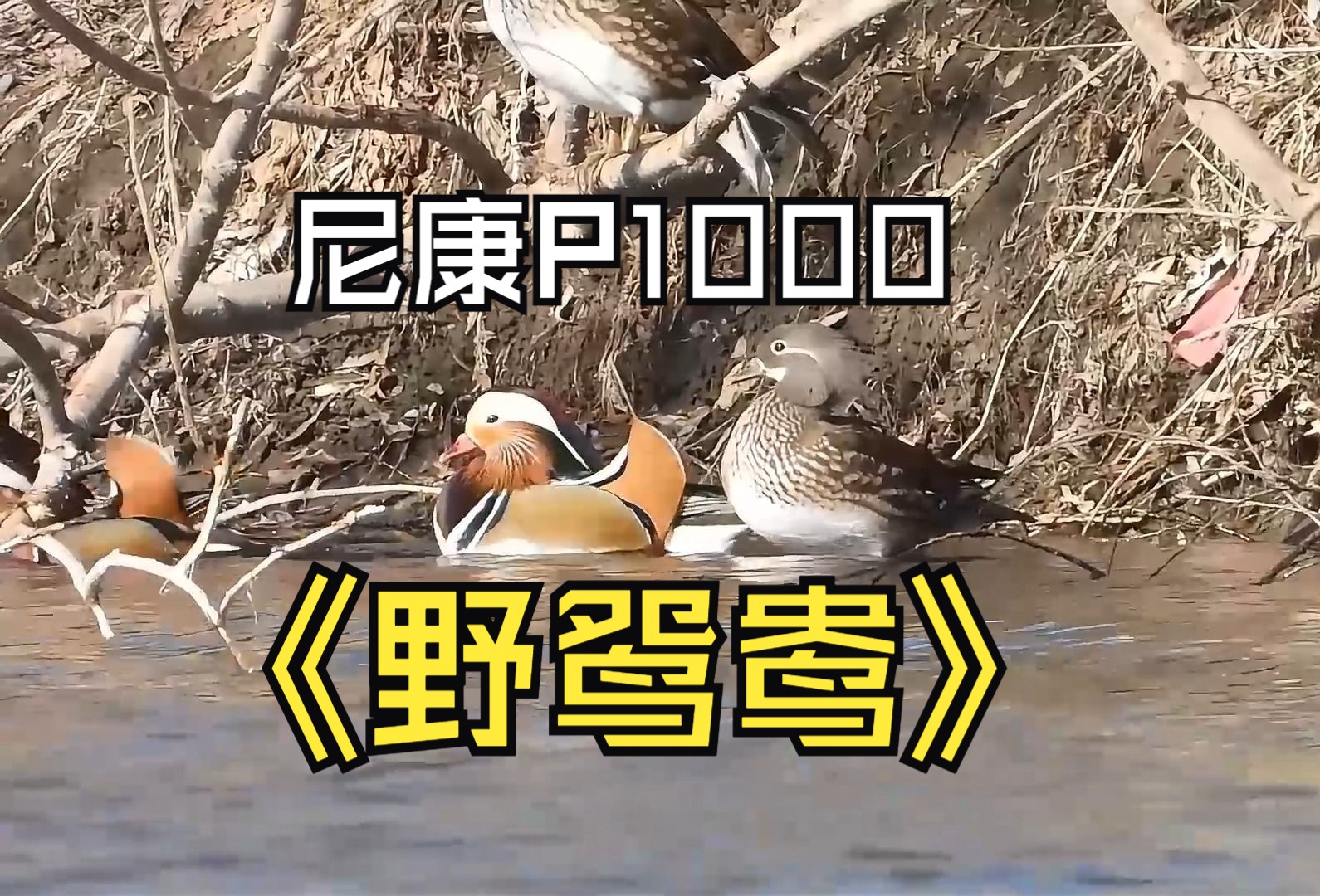 尼康p1000超远距离拍摄常见鸟——鸳鸯