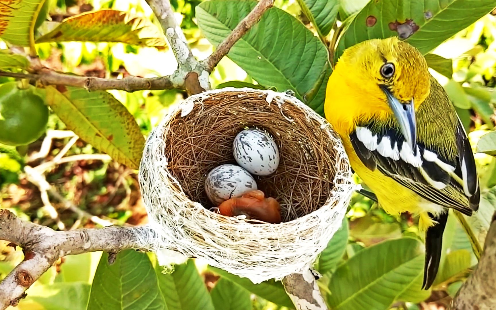 小鸟破壳了,鸟妈妈怎么照看它?一趟趟给它喂的什么好吃的?