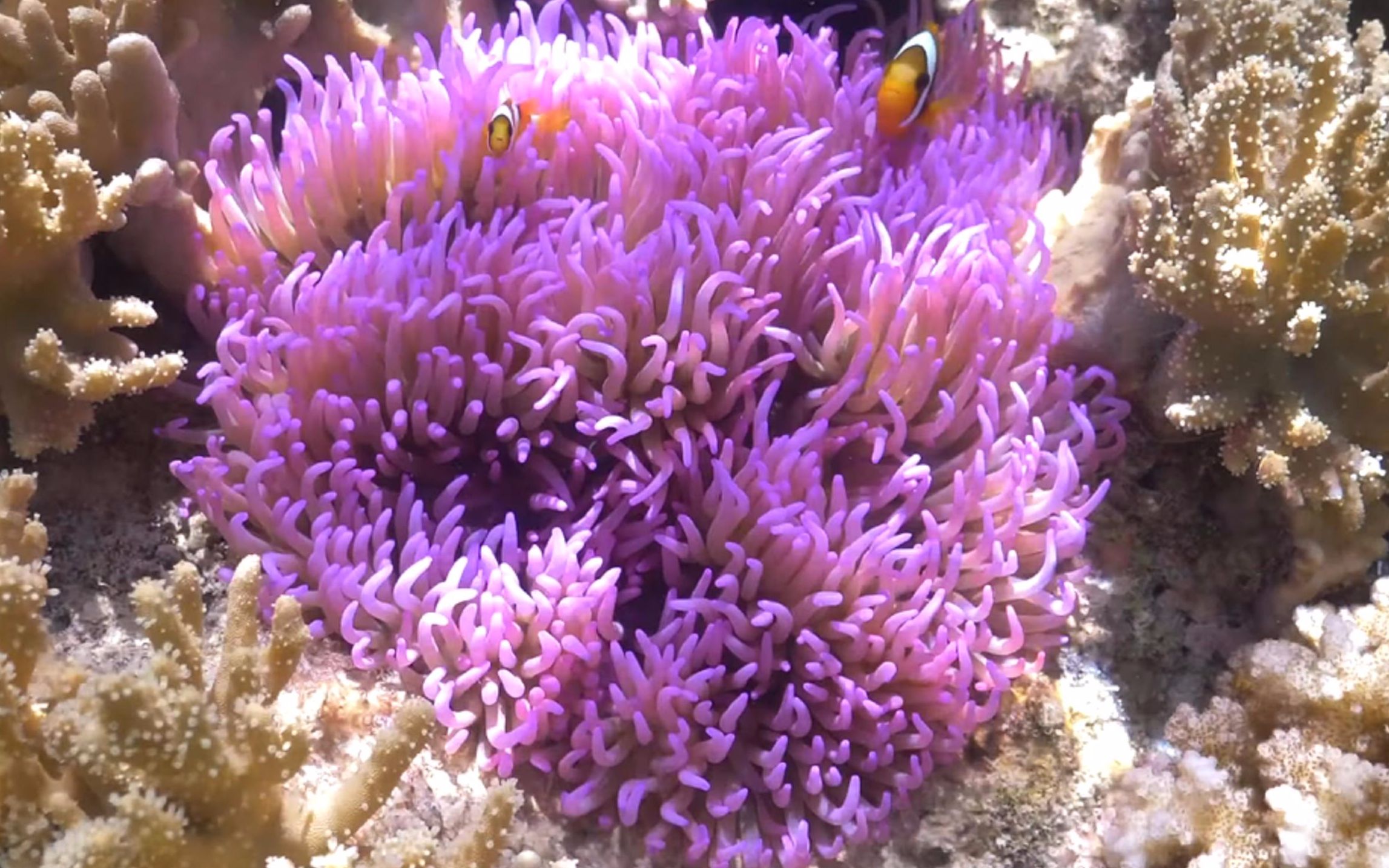 所罗门群岛的软珊瑚海底世界4k(搬运)