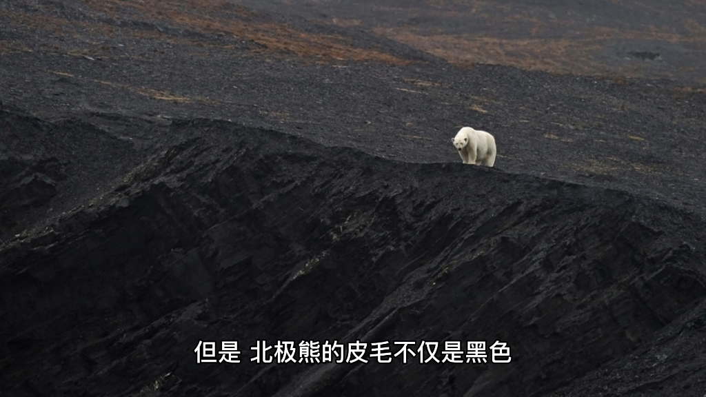 [图]冷知识：北极熊的皮毛是透明的你知道吗？