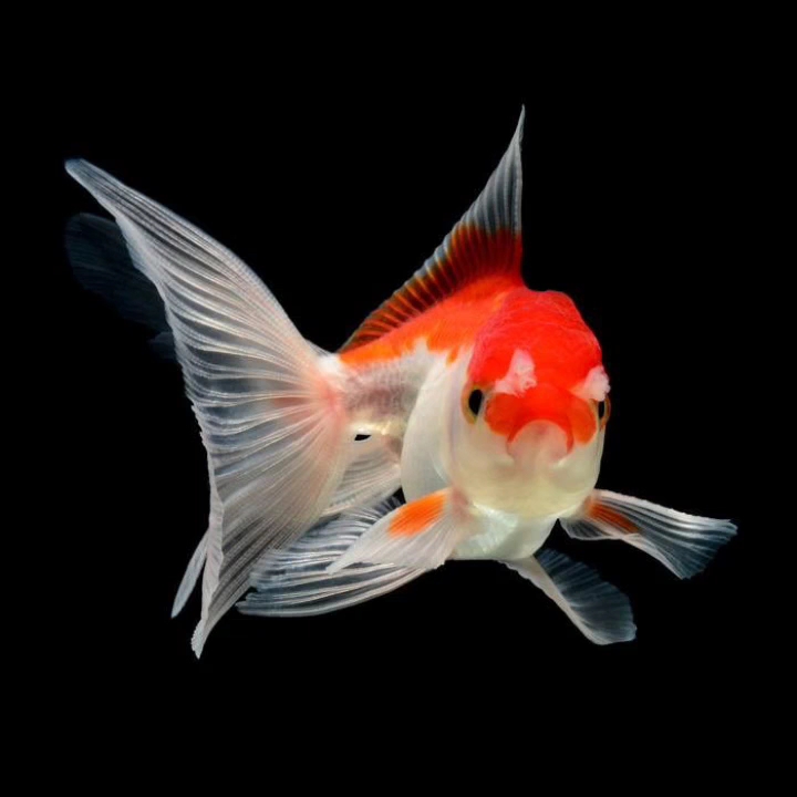 一条自由自在的鱼