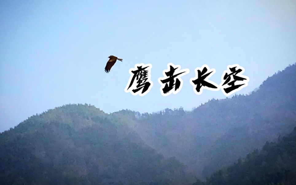 【鹰击长空】鹰击长空,鱼翔浅底,万类霜天竞自由!