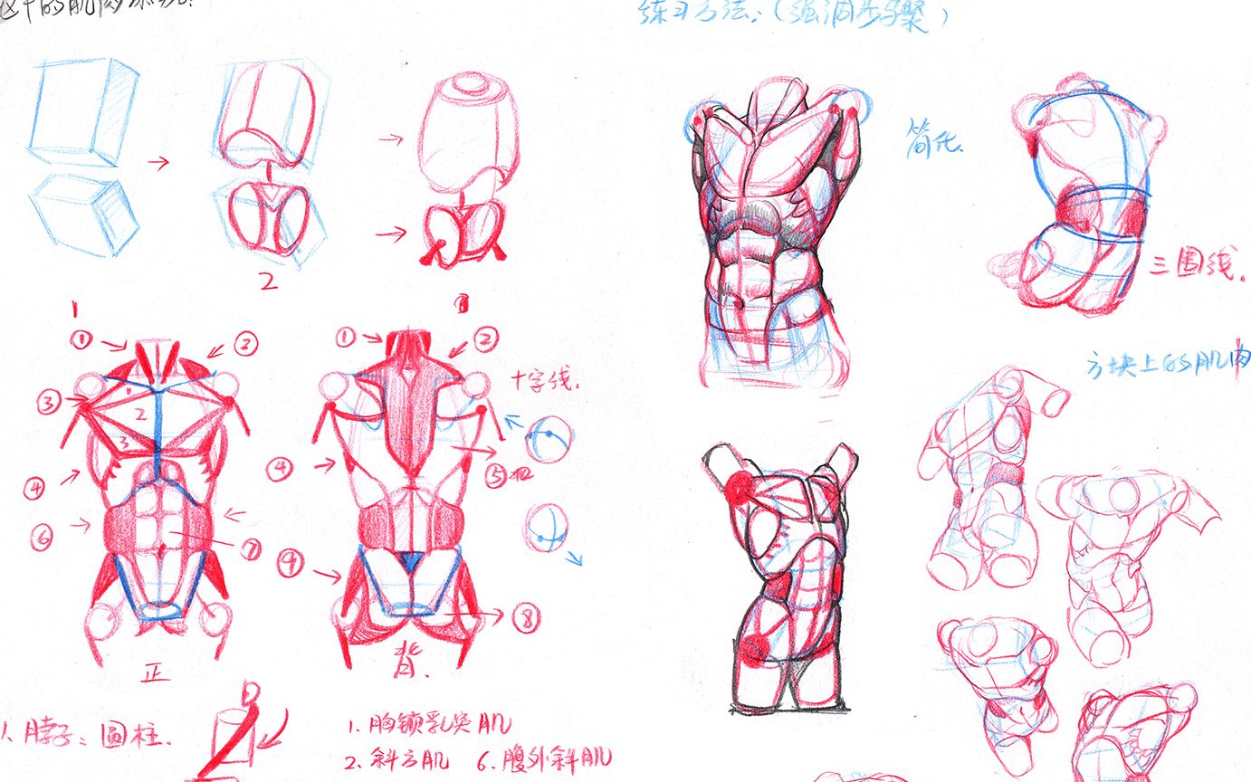 零基础学人体人体肌肉的三视图绘制方法