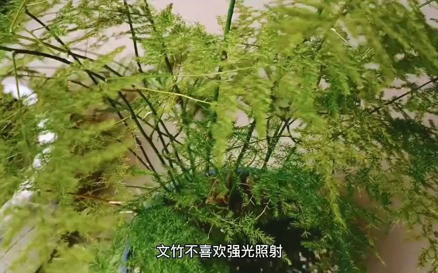 养好文竹并不难,掌握好4个生长习性,一年四季侧芽冒不停哔哩哔哩bilibili