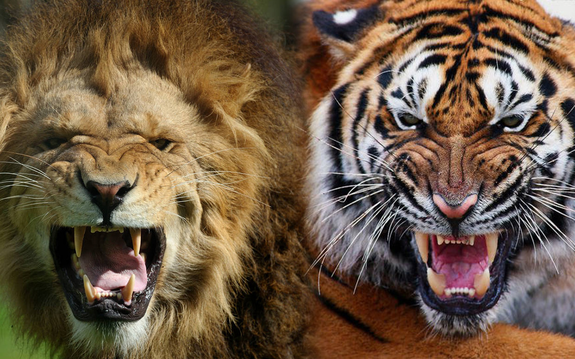 华南虎vs亚洲狮图片