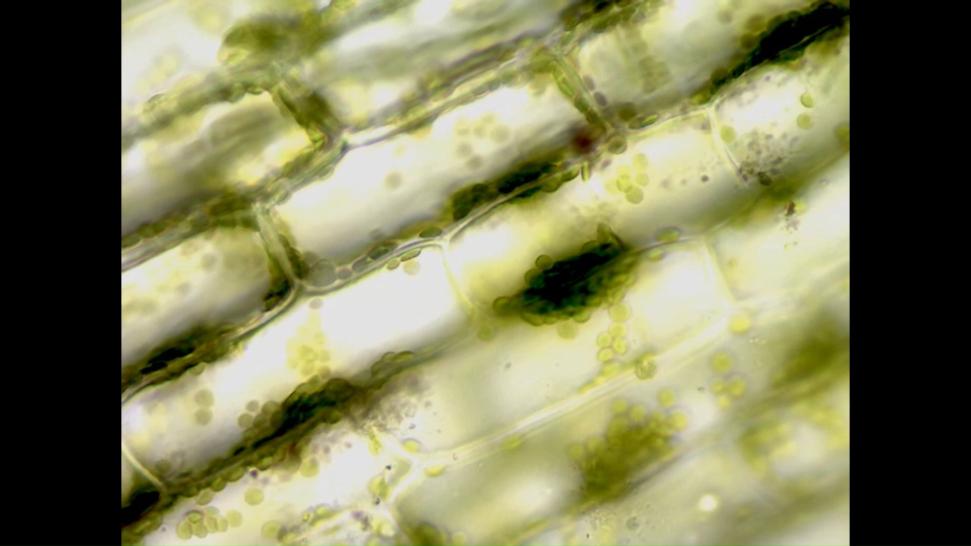 观察叶绿体和胞质环流