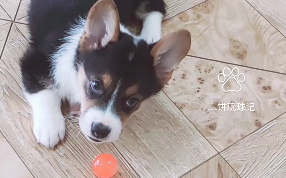 小奶狗柯基玩球记!新玩具荧光球喜欢得不得了!身手矫健惊呆主人!