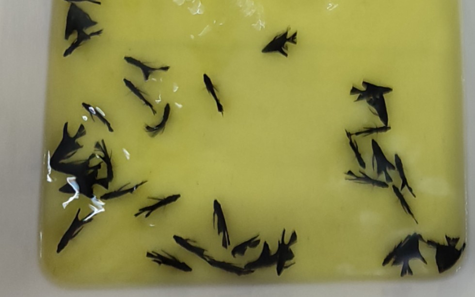 up进得虎头拉丝(墨燕一种)