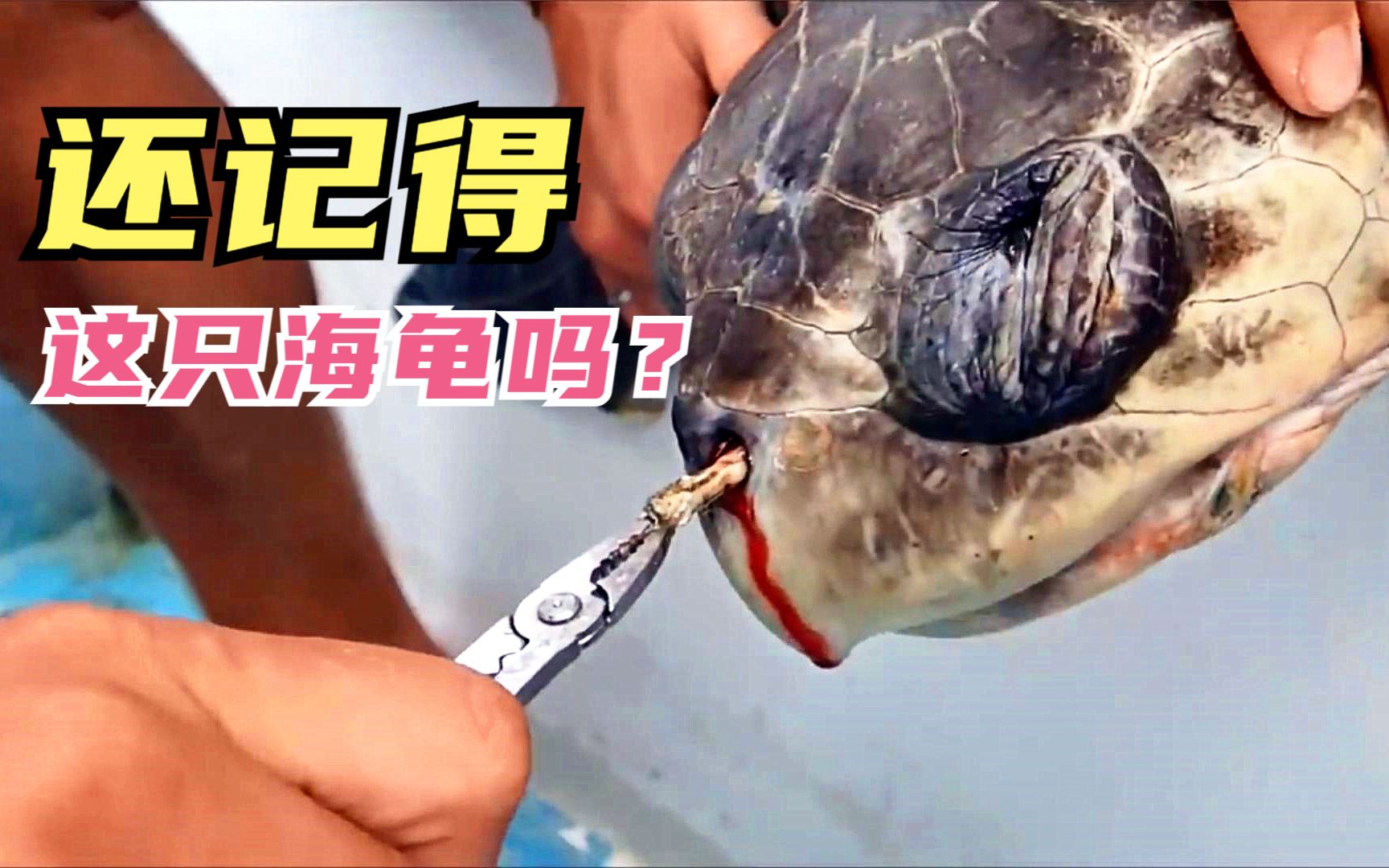 一只海龟,引起600万吨海洋垃圾的反思,150万海洋生物殒命哔哩哔哩bilibili