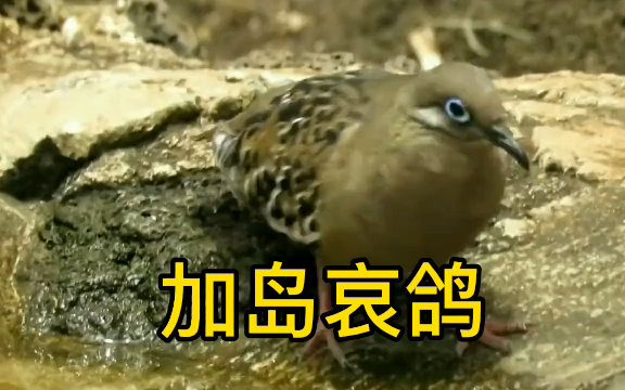 [图]加岛哀鸽 Galapagos Dove (Zenaida galapagoensis)