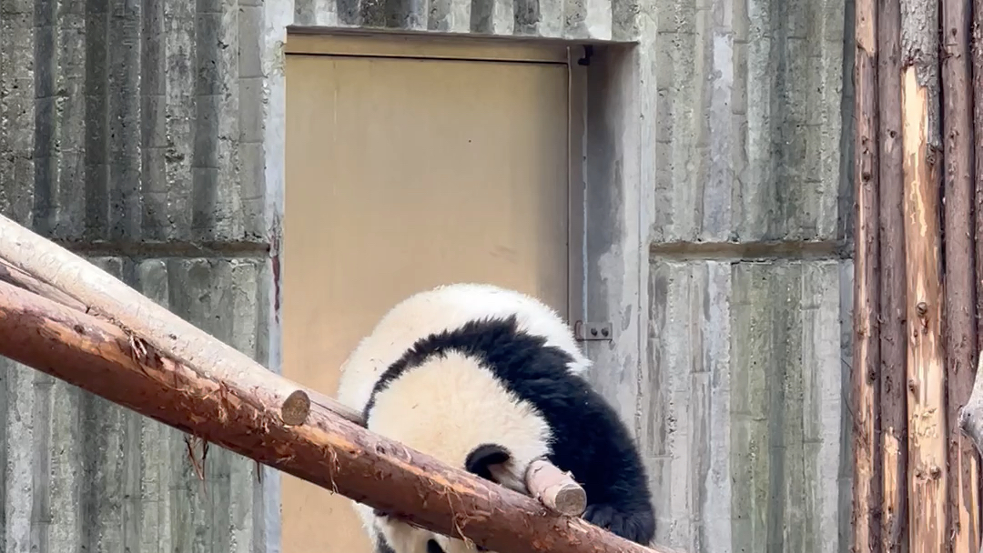 熊貓基地 獨行兩小時遊 憨憨大熊貓!