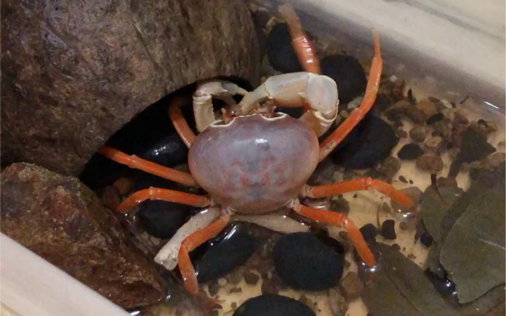 变异勾手蟹我最喜欢的粉勾钳了吃的就跑路0720201126