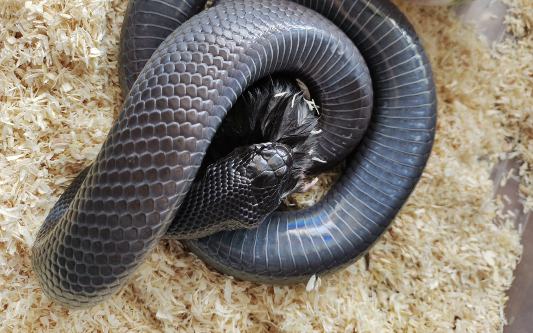 黑王蛇～靓女吃饭