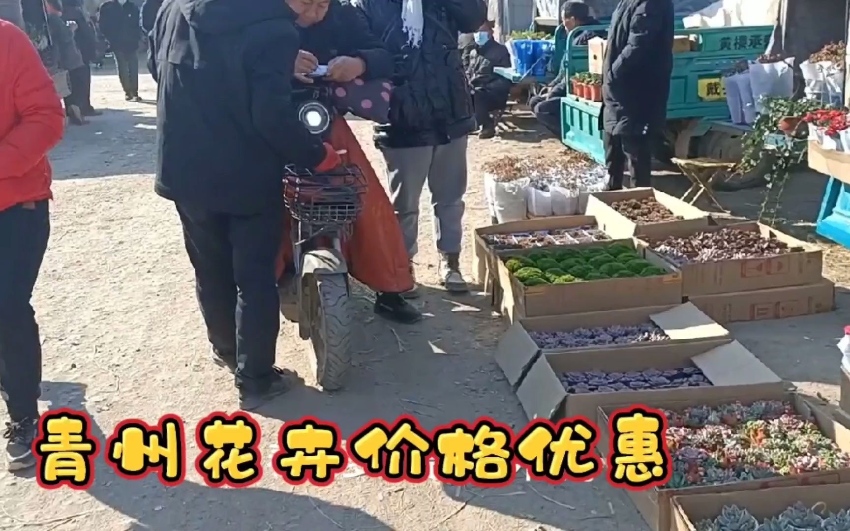 山东最大花卉市场青州品种全三至五元网友摆摊铁定能挣钱哔哩哔哩bilibili