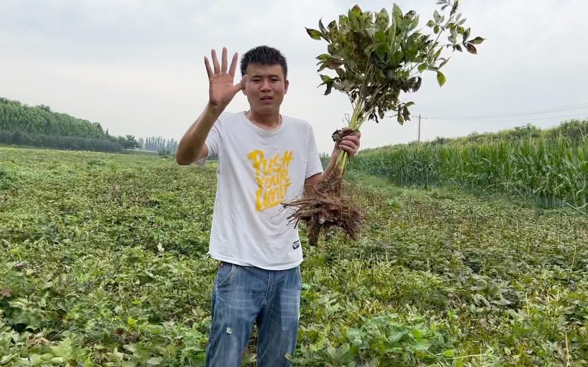 七月栽芍药八月栽牡丹只是移栽开始时间温度高的话那就在等两天哔哩哔哩bilibili