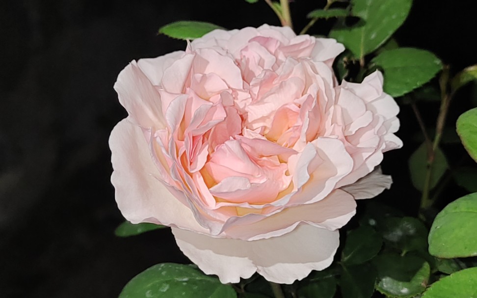 浪漫绯句##月季分享