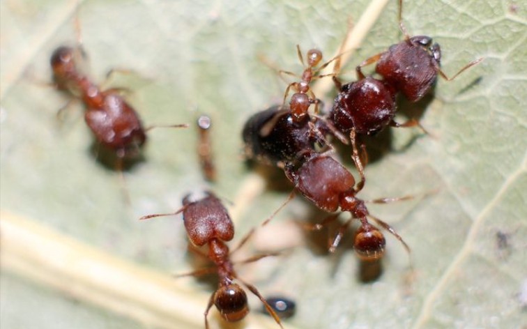 凹大头蚁(完结)