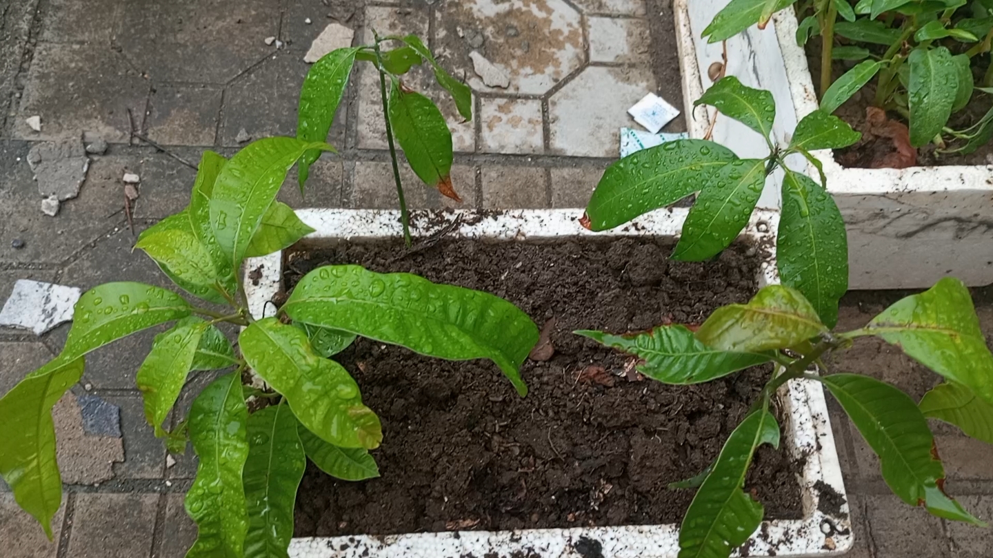 4棵实生芒果苗,纪录下