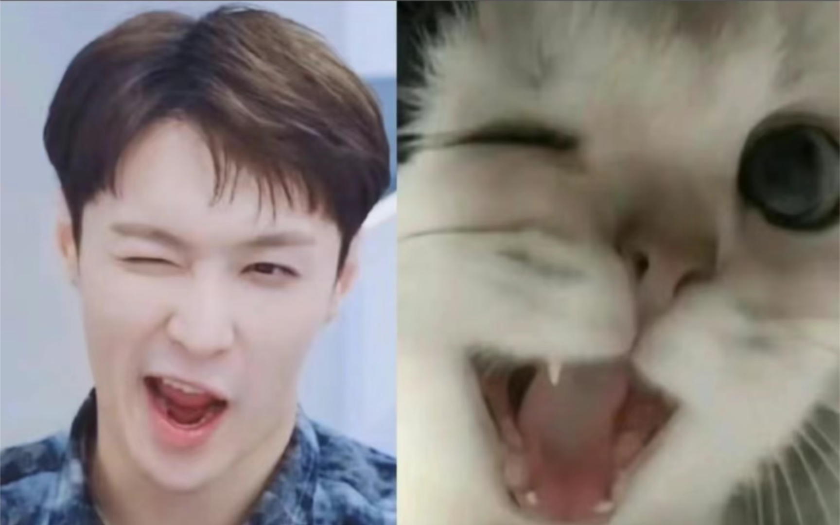 【张艺兴】小猫咪