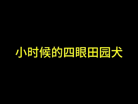 小时候的四眼田园犬,中华田园犬之四眼铁包金哔哩哔哩bilibili