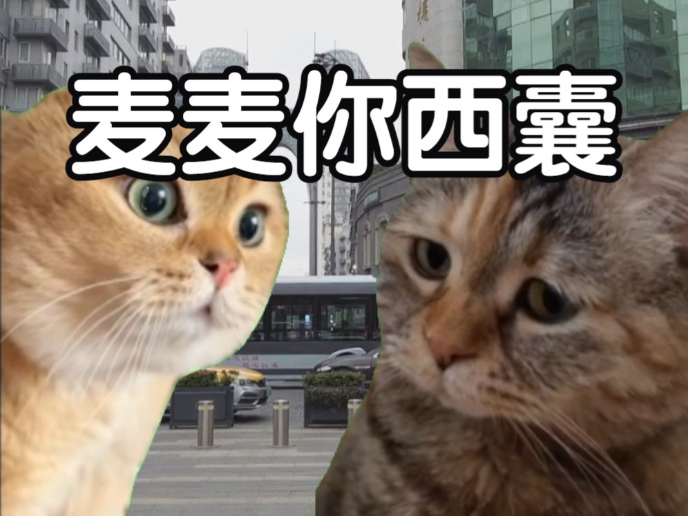 猫猫对话,但是温州老娘客哔哩哔哩bilibili