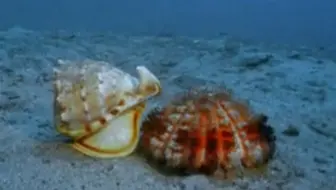 精彩片段 葵花海星企图捕食岩孔帽贝 结果出乎意料 哔哩哔哩 Bilibili