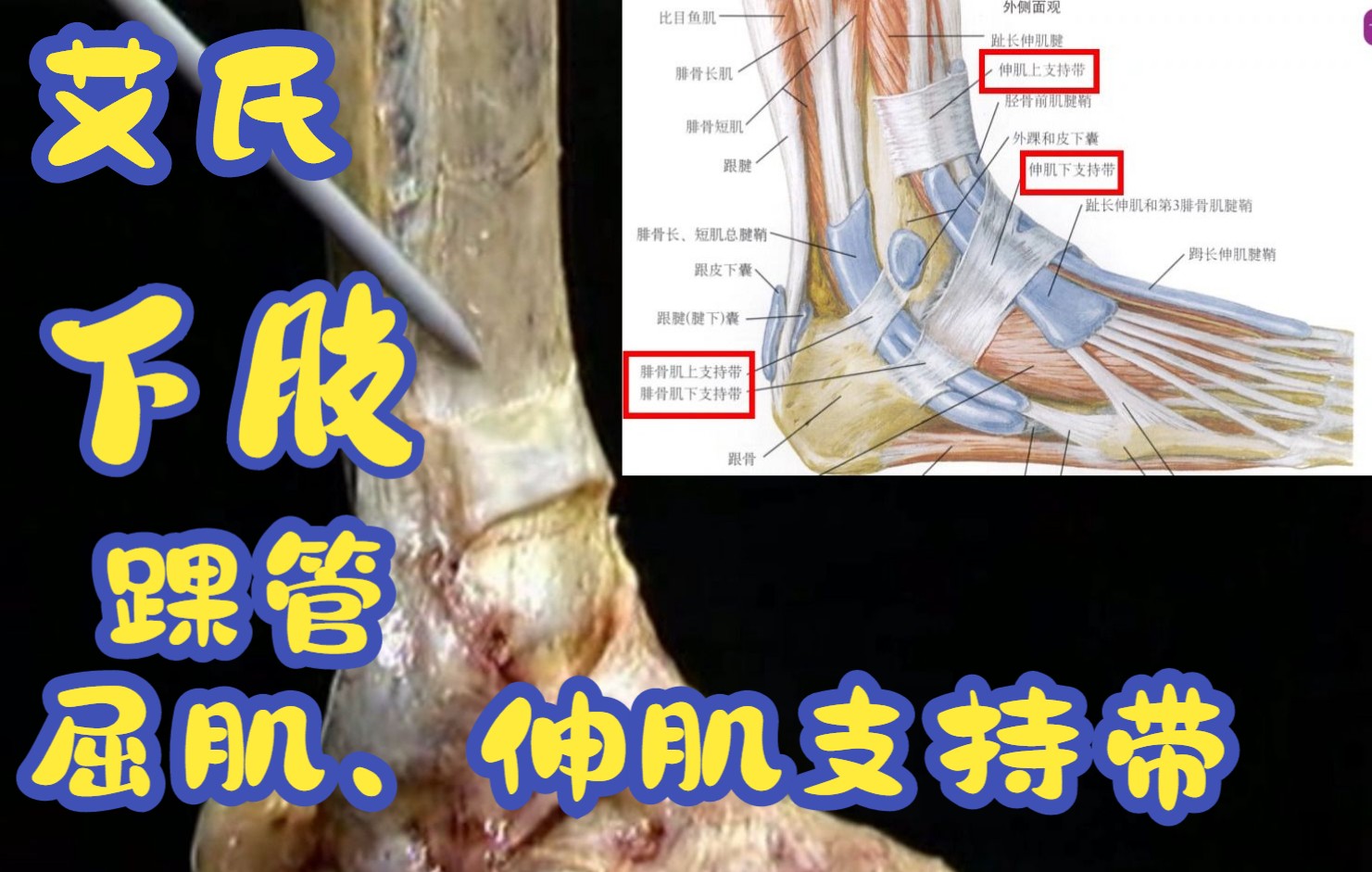 艾氏解剖学 下肢10(踝管、屈肌支持带和伸肌支持带)哔哩哔哩bilibili