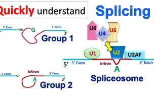 快速理解RNA剪接Splicing-（内显子、外显子、剪接体、转酯反应）