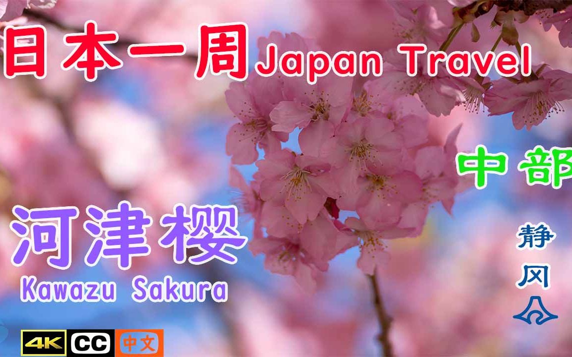 河津樱Kawazu Cherry Blossoms——日本一周自由行静冈河津樱花绝景哔哩哔哩bilibili