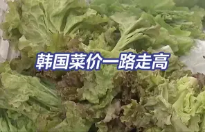 韩国菜价暴涨，生菜约2元一片