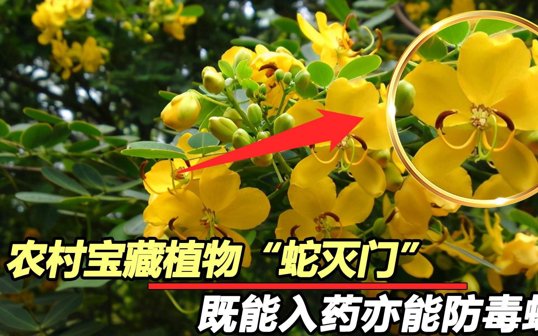 农村的“蛇灭门”是什么?为何毒蛇看了都会跑?有何玄学?哔哩哔哩bilibili