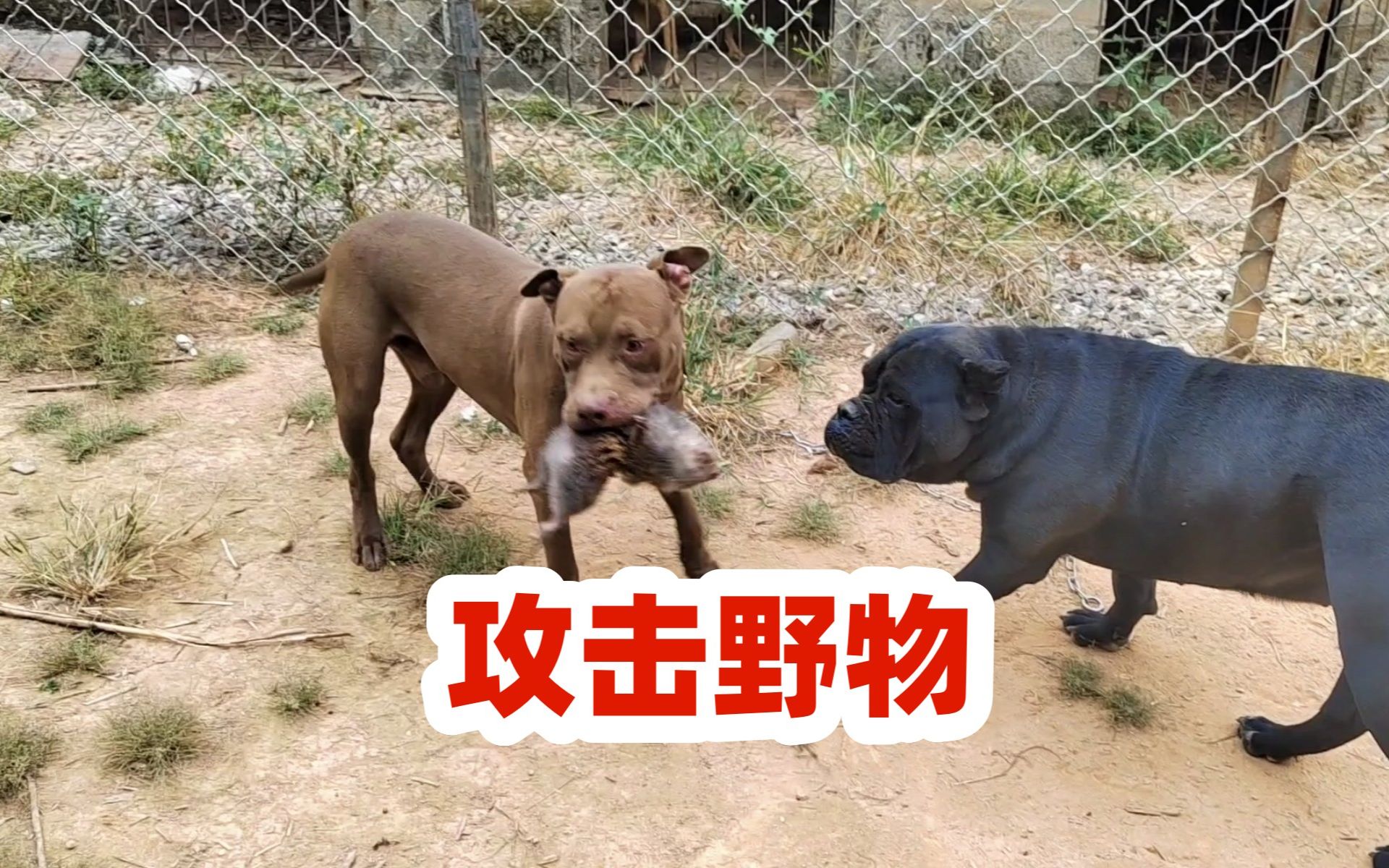 比特犬再闯大祸,咬到野物,野物牙齿长达10公分哔哩哔哩bilibili