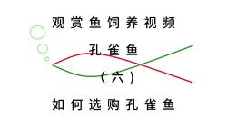 观赏鱼饲养视频之孔雀鱼(六)如何选购孔雀鱼哔哩哔哩bilibili