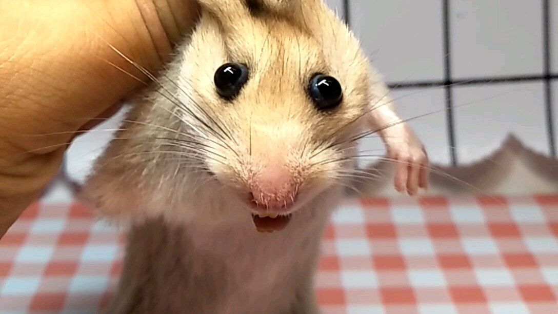 金丝熊剪牙仓鼠剪牙行走的表情包