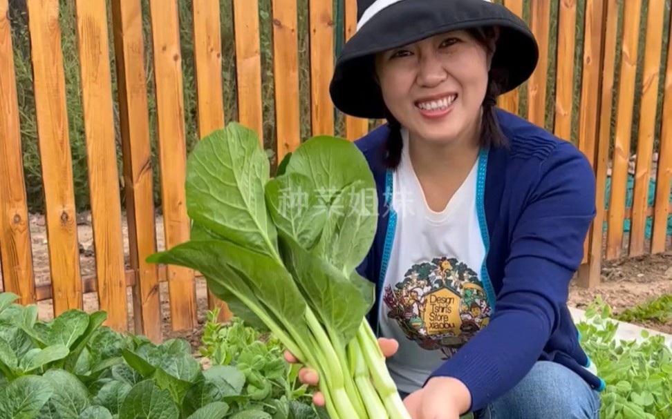 种植简单还能多茬采收的四九菜心,你也种起来吧哔哩哔哩bilibili