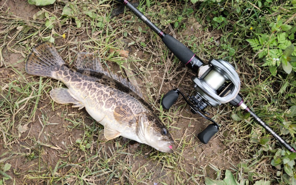 春天里的大肚子斑鳜记得放流哦