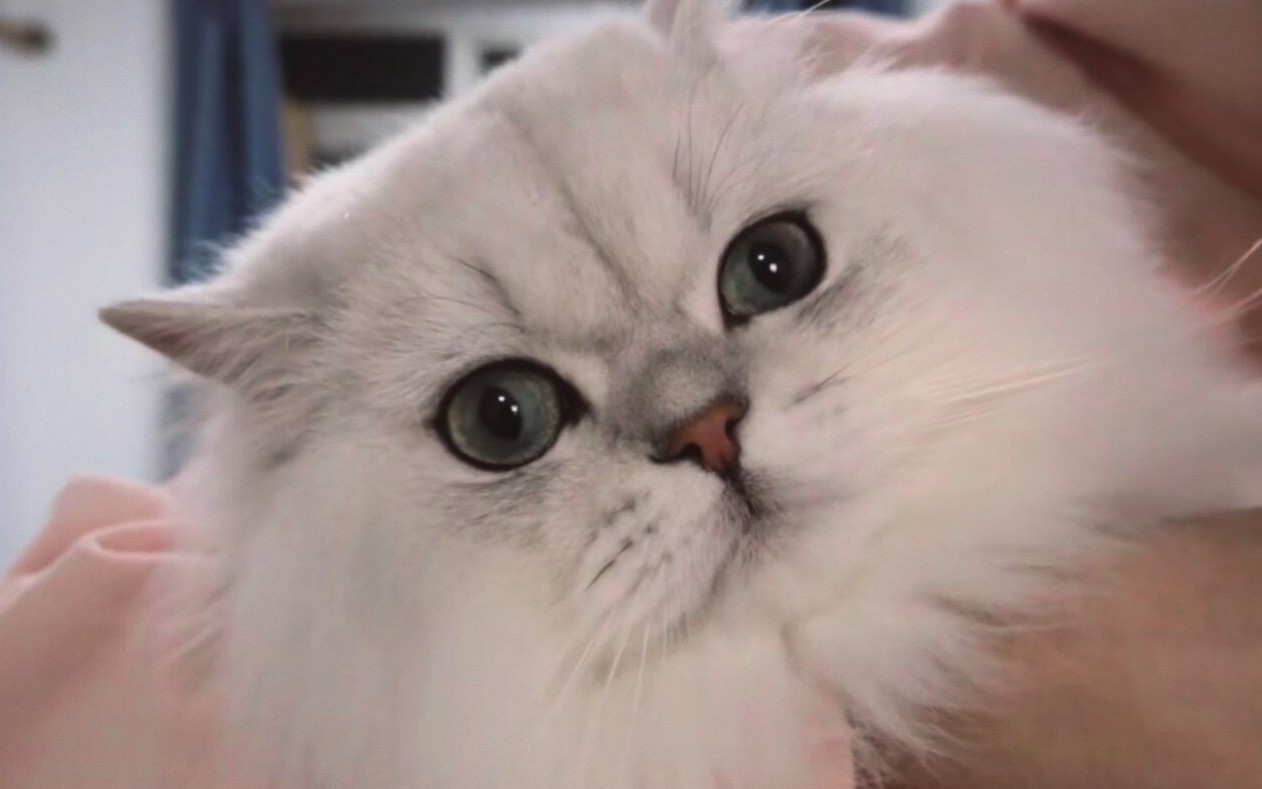 从花少北手中夺食的花生米太可爱啦.