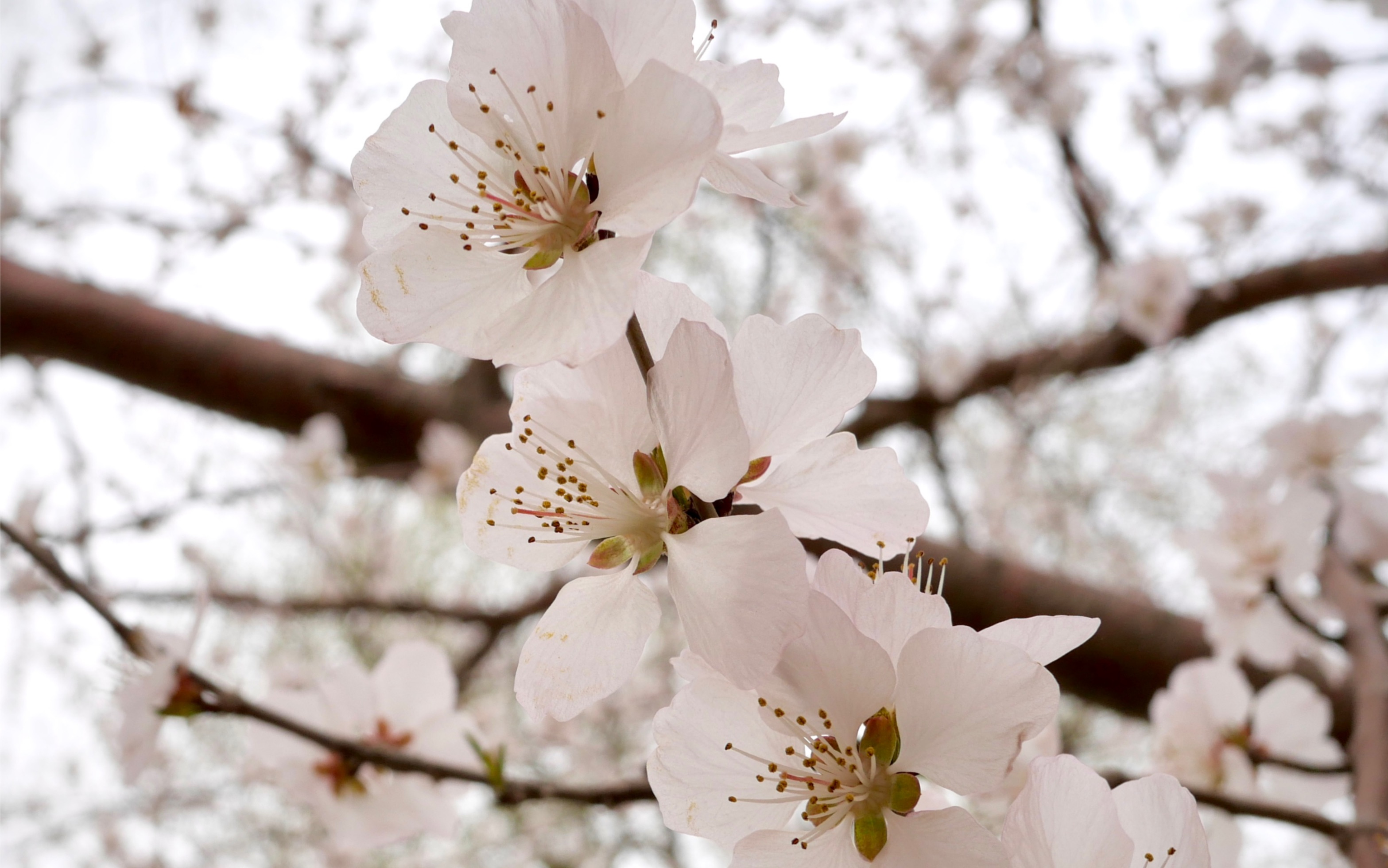 玉渊潭的山桃花