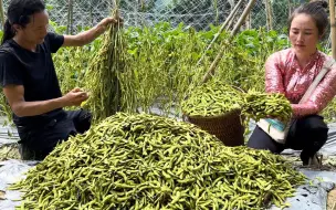 Скачать видео: 小两口种了大片豆子，今天准备砍一片去卖毛豆，又赚了不少