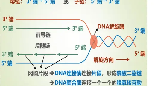 超明白!PCR扩增与体内DNA复制比较异同!视频动画!先导链 后随链 冈崎片段 DNA引物 RNA引物 DNA聚合酶 DNA连接酶 2024年 ...