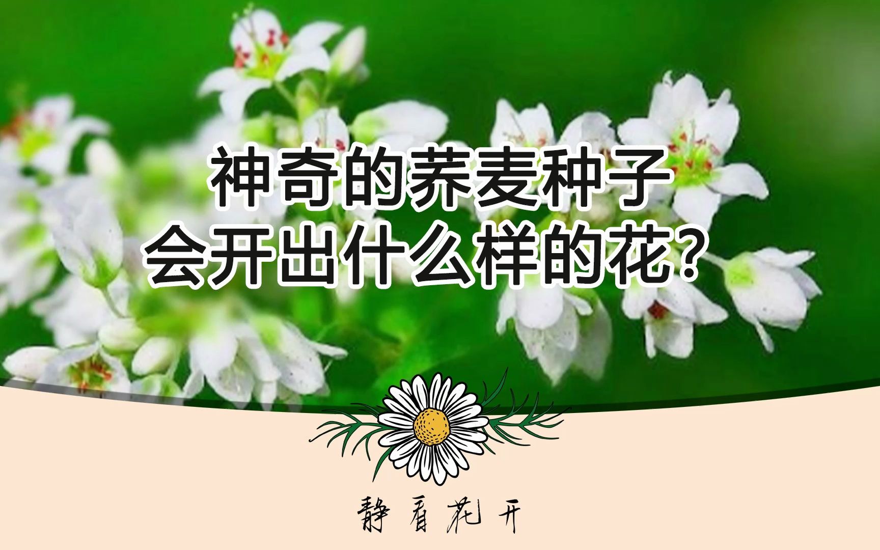 神奇的荞麦种子会开出什么样的花?哔哩哔哩bilibili