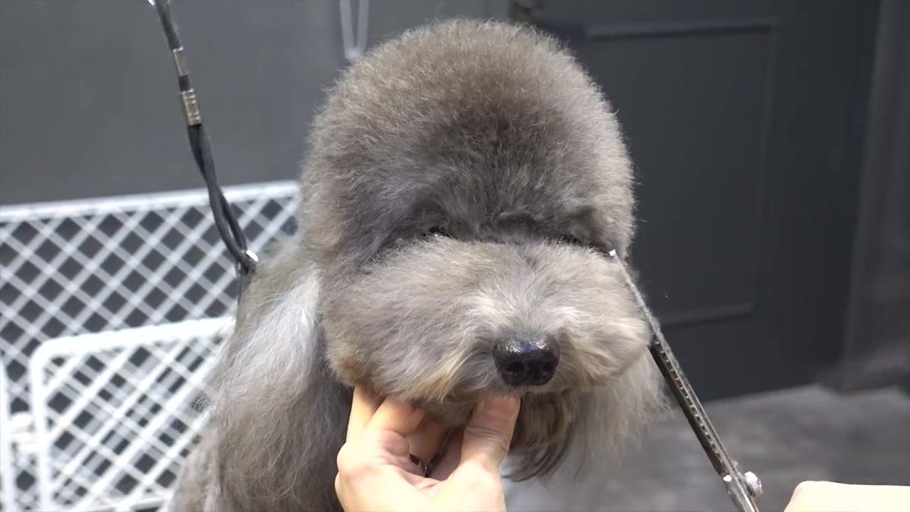 活动作品银色贵宾犬泰迪熊蜕变