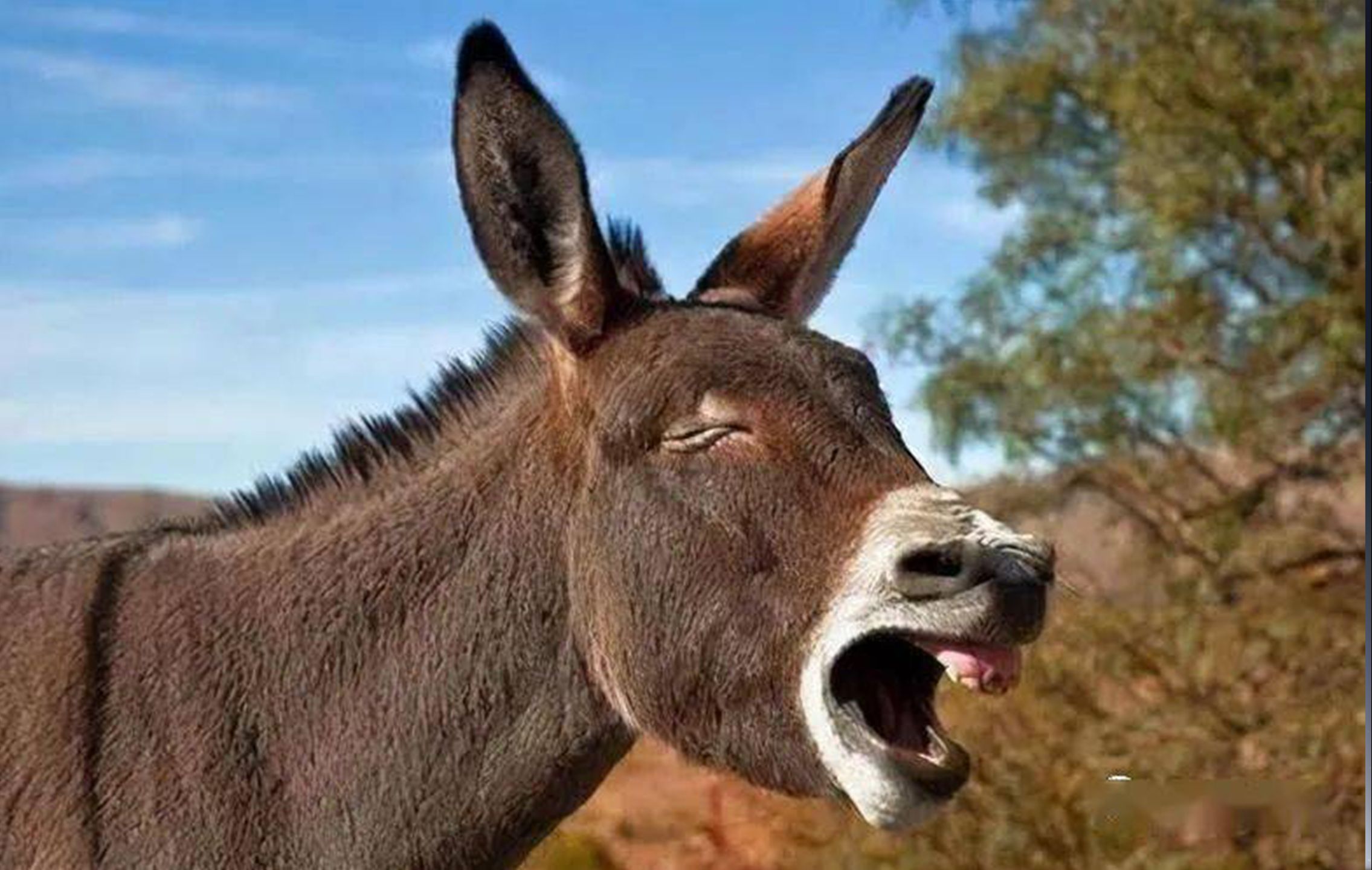 硬肛老驴,其屁奇臭,拼尽全力,艰难战胜