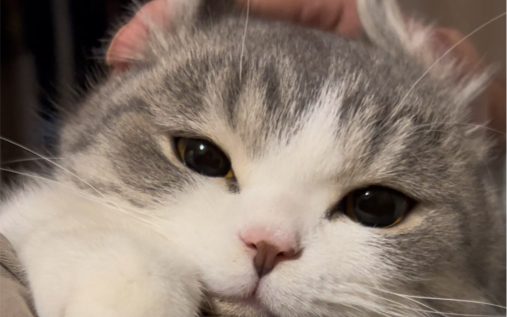 这种又香又臭的小猫,真的很上头!